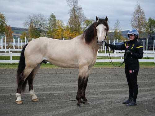 Tangen Bork, kåring Biri 2021 (Norsk Hestesenter)