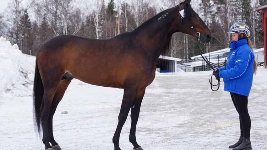 Bill`s Man fikk dagens høyeste poengsum under avlsvurderingen av varmblodstravere på Norsk Hestesenter i mars 2021.